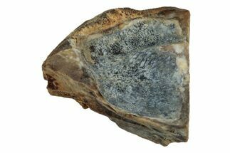 Fossil Dinosaur (Triceratops) Shed Tooth - Montana #339719