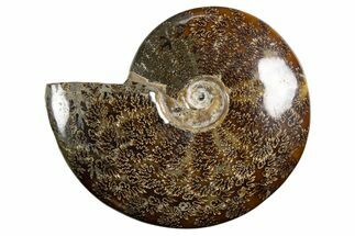 Polished Ammonite (Cleoniceras) Fossil - Madagascar #339203