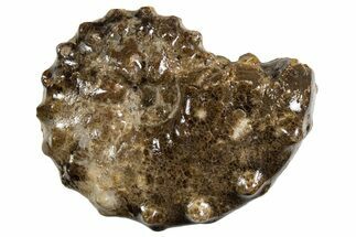 Ammonite (Mammites) Fossil - Goulmima, Morocco #339358