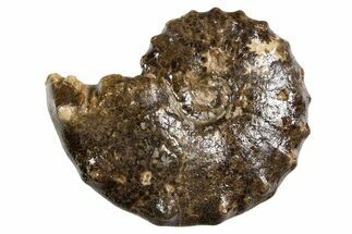 Ammonite (Mammites) Fossil - Goulmima, Morocco #339362