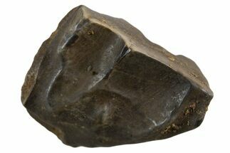 Fossil Dinosaur (Triceratops) Shed Tooth - Montana #339709