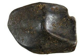 Fossil Dinosaur (Triceratops) Shed Tooth - Montana #339710