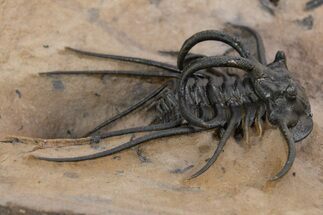 Fantastic, Spiny Dicranurus Trilobite - Atchana, Morocco #339624