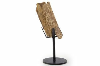 Fossil Hadrosaur Rib Section w/ Metal Stand - South Dakota #339877