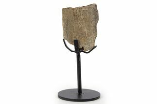 Fossil Hadrosaur Rib Section w/ Metal Stand - South Dakota #339879