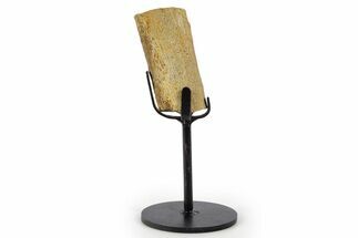 Fossil Hadrosaur Rib Section w/ Metal Stand - South Dakota #339891