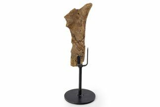Fossil Hadrosaur Rib Section w/ Metal Stand - South Dakota #339896