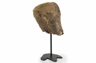 Fossil Triceratops Metatarsal Section w/ Metal Stand - South Dakota #339963