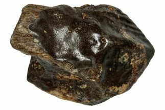 Fossil Dinosaur (Triceratops) Tooth - Partially Rooted #339865