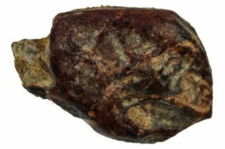 Fossil Dinosaur (Triceratops) Tooth - Montana #339869