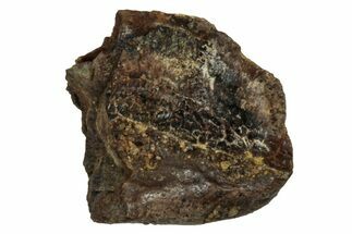 Fossil Juvenile Dinosaur (Triceratops) Tooth - Montana #339888