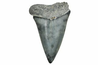 Fossil Broad-Toothed Mako Tooth - Georgia #339898