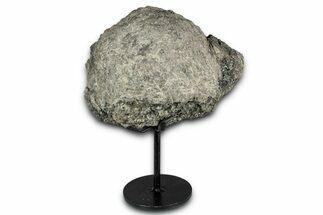 Fossil Sauropod Vertebra Section with Metal Stand - Colorado #339932