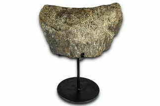 Fossil Sauropod Vertebra Section with Metal Stand - Colorado #339937