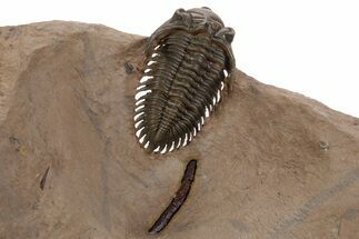 Impressive Metacanthina Trilobite - Lghaft, Morocco #339950