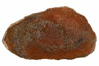 Polished Dinosaur Bone (Gembone) Slab - New Mexico #340043