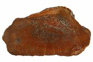 Polished Dinosaur Bone (Gembone) Slab - New Mexico #340044