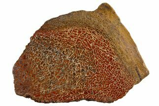 Polished Dinosaur Bone (Gembone) Section - New Mexico #340051