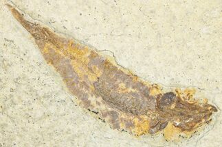 Bargain, Detailed Fossil Fish (Knightia) - Wyoming #333928