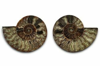 Cut & Polished, Crystal-Filled Ammonite Fossil - Madagascar #336664