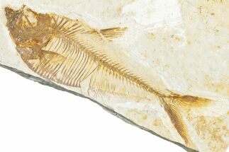 Detailed Fossil Fish (Diplomystus) - Wyoming #340130