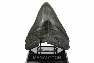 Huge Fossil Megalodon Tooth - South Carolina #340158