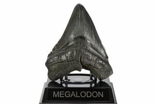 Fossil Megalodon Tooth - South Carolina #340160