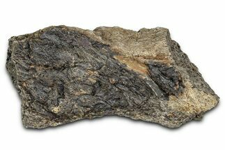 Dinosaur (Triceratops) Frill Shield Section - Montana #338931