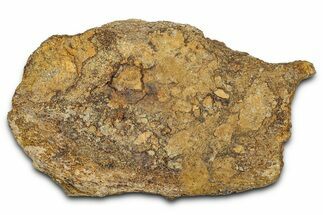 Dinosaur (Triceratops) Frill Shield Section - Montana #338938