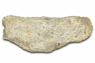 Dinosaur (Triceratops) Frill Shield Section - Montana #338944