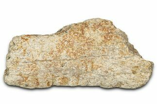 Dinosaur (Triceratops) Frill Shield Section - Montana #338947