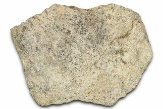Dinosaur (Triceratops) Frill Shield Section - Montana #338949
