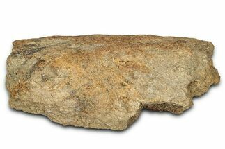 Dinosaur (Triceratops) Frill Shield Section - Montana #338952