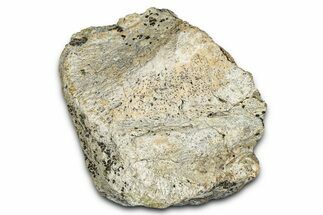 Dinosaur (Triceratops) Frill Shield Section - Montana #338960