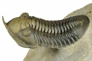 Morocconites Trilobite Fossil - Multi-Toned Shell Coloration #339444