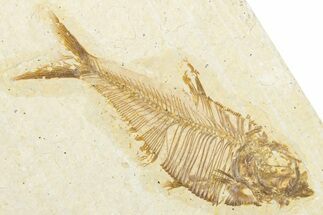 Detailed Fossil Fish (Diplomystus) - Wyoming #334397