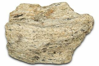 Dinosaur (Triceratops) Frill Shield Section - Montana #338886