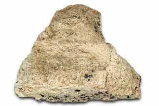 Dinosaur (Triceratops) Frill Shield Section - Montana #338887