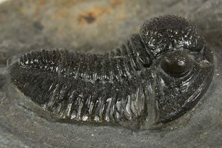 Detailed Proetid (Gerastos) Trilobite Fossil - Morocco #340246