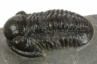 Detailed Proetid (Gerastos) Trilobite Fossil - Morocco #340247