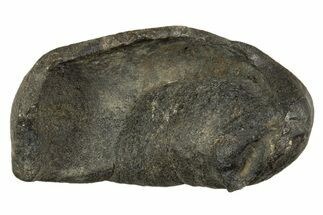 Large Fossil Whale Ear Bone - South Carolina #340183