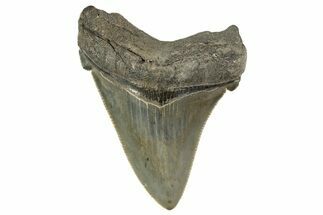 Serrated Angustidens Tooth - Megalodon Ancestor #340306