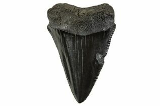 Mako & White Shark Teeth For Sale