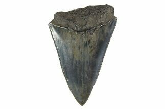 Serrated, Fossil Great White Shark Tooth - South Carolina #340323