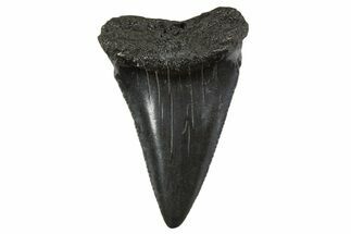 Fossil Great White Shark Tooth - South Carolina #340325