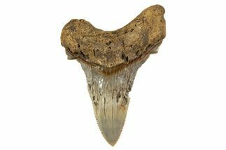 Serrated Angustidens Tooth - Megalodon Ancestor #340333