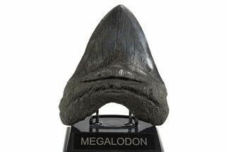 Fossil Megalodon Tooth - Massive River Meg #340272