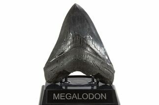 Serrated, Fossil Megalodon Tooth - South Carolina #340279