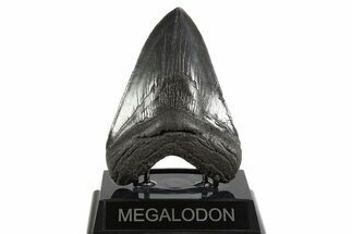 Serrated, Fossil Megalodon Tooth - South Carolina #340280
