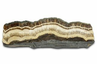 Polished Barite and Marcasite Section - Lubin Mine, Poland #335168